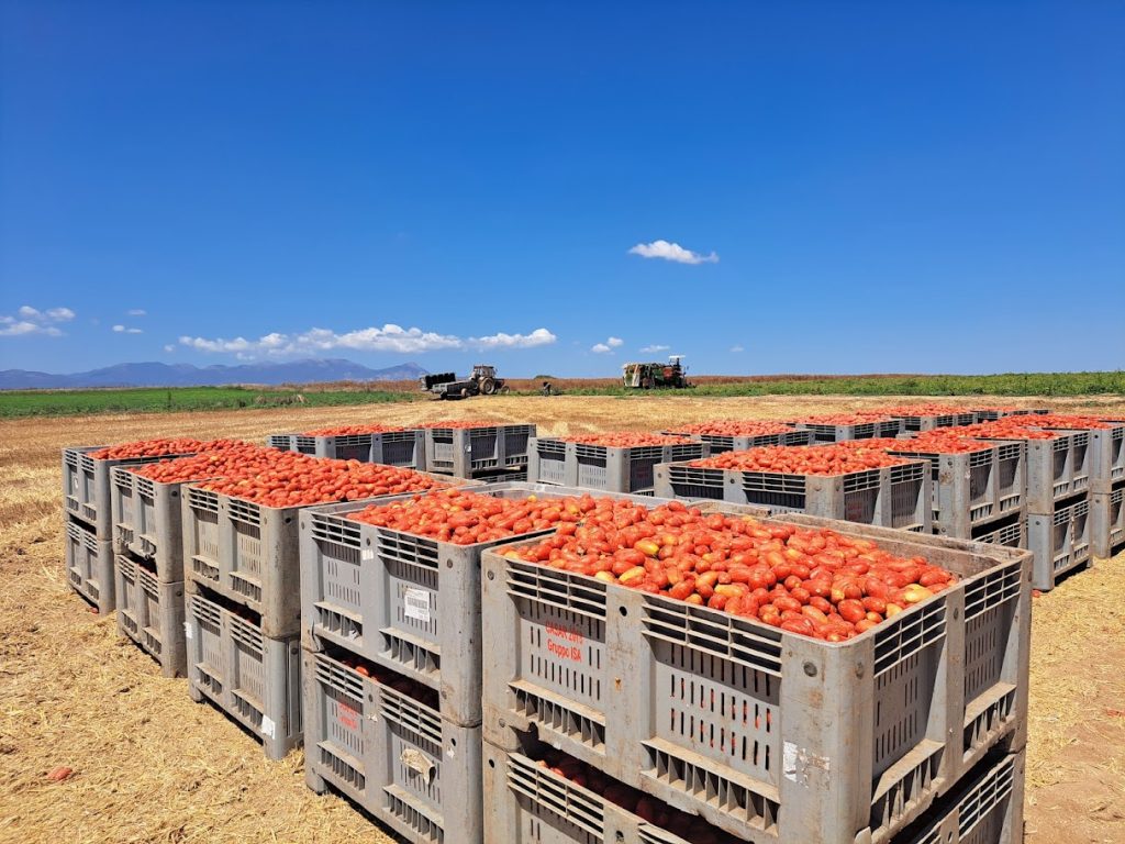 Inizia-la-campagna-del-pomodoro-2025