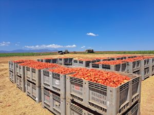 Inizia-la-campagna-del-pomodoro-2025